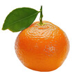 Calamondin Orange isolated on transparent background.