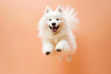 Wall Mural - Dog Samoyed breed smile happiness on Peach Fuzz color theme