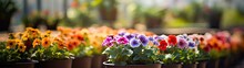 Colorful Flowers With Green Leaves Growing In Clay Pots Of Blurred Greenhouse In Daylight