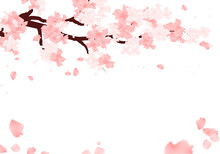 Sakura Flower Frame. Cherry Blossom Background. Spring Falling Petals Border.