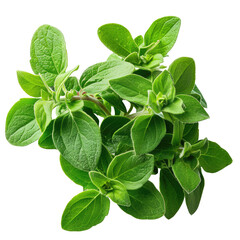 Wall Mural - Oregano fresh herb leaves isolated on white trnsparent, PNG