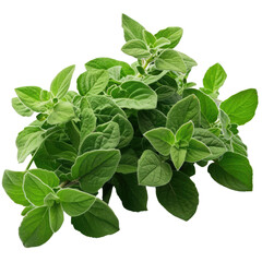 Wall Mural - Oregano fresh herb leaves isolated on white trnsparent, PNG