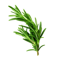 Wall Mural - Rosemary fresh herb leaves isolated on white trnsparent, PNG