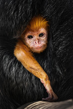 A Red-haired Little Monkey Child Is Hiding In Black Wool. Mom Holds And Hides The Child