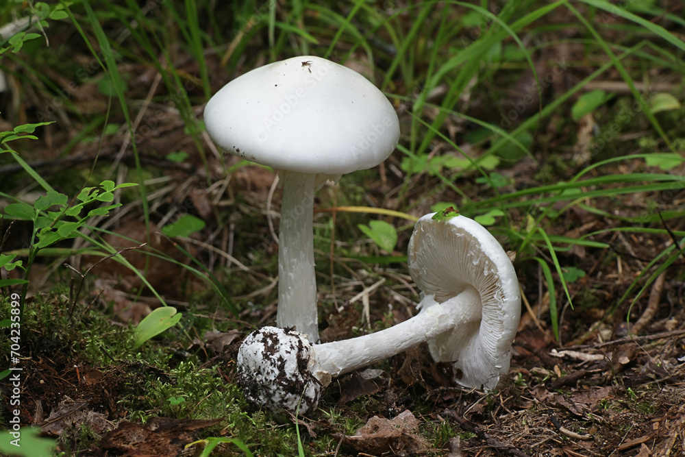 Gu Poison Destroying angel, Amanita virosa, deadly poisonous mushroom from ...