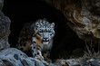 A snow leopard displaying its stealth and predatory instincts in the shadows of a rocky landscape