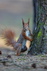 red squirrel in the park