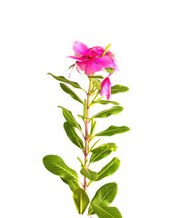 Wall Mural - pink flower isolated on white