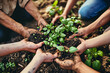 Close-up of hands of elderly people planting plants in the ground together.