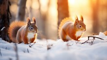  Two Red Squirrels Standing In The Snow In Front Of A Tree With The Sun Shining Through The Trees Behind Them.