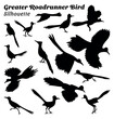 Greater roadrunner vector illustration silhouette set