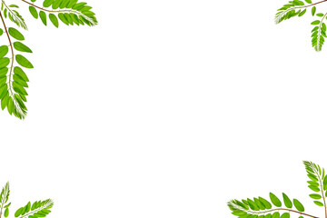 Wall Mural - a frame of green acacia leaves isolated on a white background. overlay background, copy space.