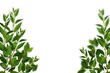 Fresh green shrub branches as a frame, leaves border. Natural green branches and leaves, overlay background.