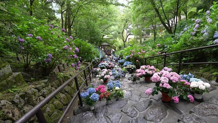 Wall Mural - 長谷寺の紫陽花