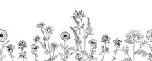 Flower Vector Border. Outline Illustration Of Plants. Hand Drawn Medicinal Herbs. Black Line Art Of Officinalis Wildflowers And Leaves. Linear Drawing With White Background. Seamless Botanical Pattern