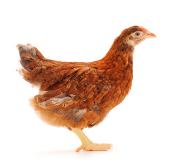 Sticker - Brown hen isolated.