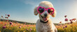Dog wearing heart shaped sunglasses in a sunny meadow