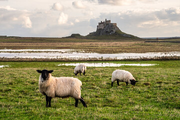 Wall Mural - Stunning dramatic landscape image of Lindisfarne, Holy Island in Northumberland England during Winter