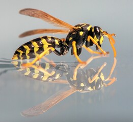 Wall Mural - Mirroring wasp, European common wasp, Vespula Vulgaris