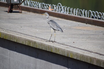 Wall Mural - Heron walking on a wall