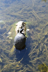 Wall Mural - turtle in Lac d'Echternach