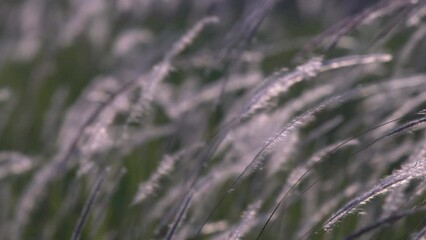 Wall Mural - beautiful reeds grass flower blowing from wind against sunlight light that translucent rainbow spectrum color on hairy fluffy grass