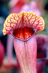 Poster - Detail of the trumpet pitcher Sarracenia purpurea ssp. venous wavy lid