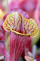 Canvas Print - Specimen of the trumpet pitcher (Sarracenia purpurea venosa x S. excellens marston exotic