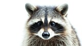 Fototapeta Zwierzęta - Close up of a raccoon isolated on white background. Cute animal , save planet concept.