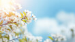 A fresh spring blue sunny sky background with blurred sunny glow and beautifull blooming daisy