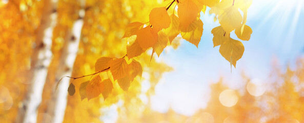 Aufkleber - Autumn background with birch tree branches with yellow leaves. Branches of  birch with yellow leaves in autumn park. Hanging yellow birch leaves in the sun.