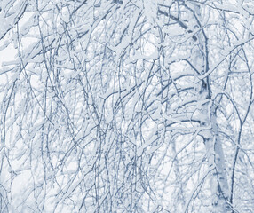 Wall Mural - Winter background with snow-covered birch trees. Winter landscape. Tree branches in the forest in the sun.
