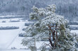 Schneebedeckter bizarrer Nadelbaum vor schneelandschaft mit Wald auf der schwäbischen Alb bei Salmendingen