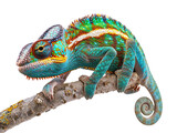 Fototapeta Zwierzęta - Jackson's Chameleon Charm