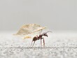 Ant Strength Showcase
