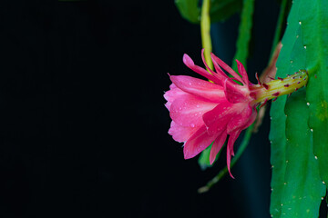 Wall Mural - The pink arrow lotus blooms in spring