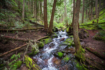 Wall Mural - Creek in the forest