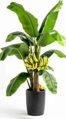 Wall Mural - Potted banana tree bearing fruit