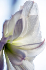 Sticker - purple iris flower with drops, nacka,sweden,sverige,Mats