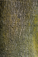 Giraldis tree of heaven bark detail