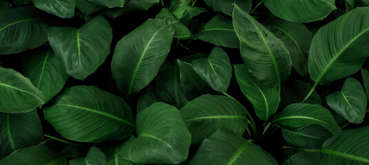 Wall Mural - abstract green leaf texture, nature background, tropical leaf