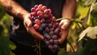 © vadosloginov - close-up of male hands holding a bunch of red grapes, harvesting in the garden Generative AI