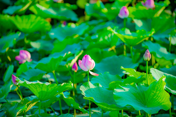 Wall Mural - Lotus blooming in summer, in northern China