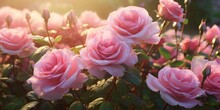Sunlit Blossoms Pink Rose Garden Buds