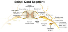 Spinal Cord Segment. Top View. Labeled 3D Illustration
