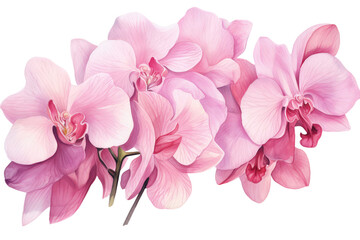 Wall Mural - Pink orchid petals watercolor illustration isolated. Postcards and greeting cards design.