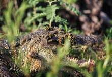 Alligator Watchful In The Ibera Reserve In Argentina