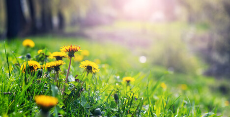 Wall Mural - Yellow dandelions among green grass in a meadow on a sunny day