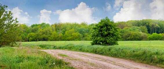 Wall Mural - Spring landscape with a green field, a dirt road, a forest in the distance and a picturesque blue sky with white clouds