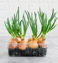 Green Onions Growing In Plastic Packaging. Home Window Gardening. Reusing Packaging, Zero Waste Concept.